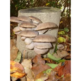 Austernpilz-Baumstamm BIO