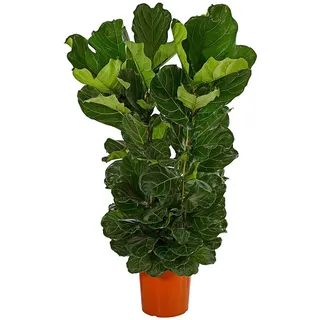 Dehner Geigenfeige Ø Ficus lyrata, dreitriebig, Grün