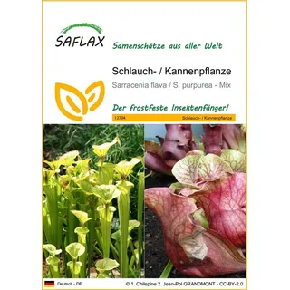 SAFLAX - Schlauch- / Kannenpflanze - 10 Samen - Sarracenia Mix