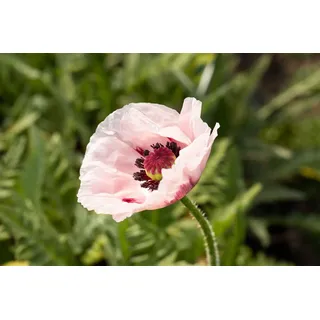 Pflanzen Für Dich Staude Papaver orientale Royal Wedding