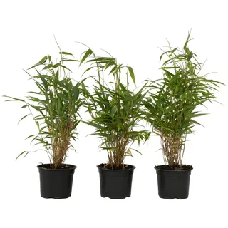 Plant in a Box - Fargesia rufa - Höhe 25-40cm