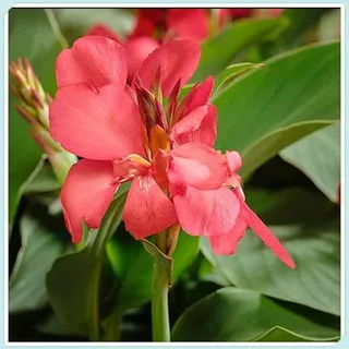 Canna zwiebeln,Winterharte mehrjährig,Canna pflanze knolle,canna Pflanzen für garten,canna pflanze Kaufen,Zierblumen,indisches blumenrohr canna,canna knollen,canna winterhart.-1zwiebeln-D