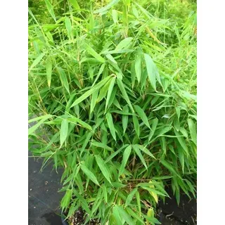 Fargesia murielae 'Jumbo' 40–60 cm, 3 L Topf – Winterhart, Immergrün, Pflegeleicht – Schirmbambus – Heckenpflanze für Garten & Sichtschutz