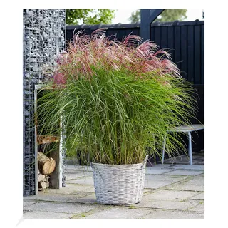 BALDUR Garten Miscanthus Red Cloud®, 1 Pflanze, Chinaschilf, Ziergras, winterhart bis -23° C, winterharte mehrjährige Staude, pflegeleicht, blühend, Miscanthus sinensis
