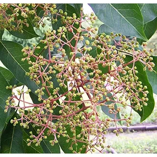 Bienenbaum, Tausenblütenbaum, Euodia hupehensis, Tetradium daniellii (100-125 cm)