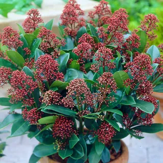 Skimmia japonica Rubella | Schöner immergrüner blühender Gartenstrauch im Topf