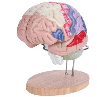 Medizinisches Gehirnmodell, 1: 2 Medizinisches anatomisches menschliches Gehirnmodell Hirnrinde 4 Teile
