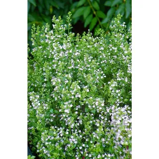Pflanzen Für Dich Calamintha nepeta Weißer Riese' Bergminze Ca. 9x9 cm Topf