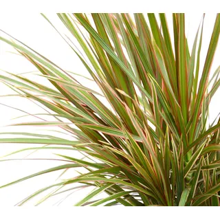 Dehner Zimmerpflanze Drachenbaum Bicolor, Dracaena marginata, mehrstämmig, luftreinigend, grün und weiß gestreifte Blätter grün