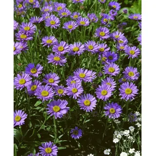 Pflanzen Für Dich Aster turbinellus, ca. 9x9 cm Topf