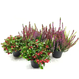 Winterheide & Scheinbeere im 4er Set, Besenheide, Calluna Vulgaris, Beauty Ladys