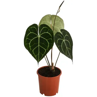 Dehner Herzblattblume, Anthurium clarinervium, luftreinigend, ca. 15 cm, Ø Topf 12 cm, Zimmerpflanze