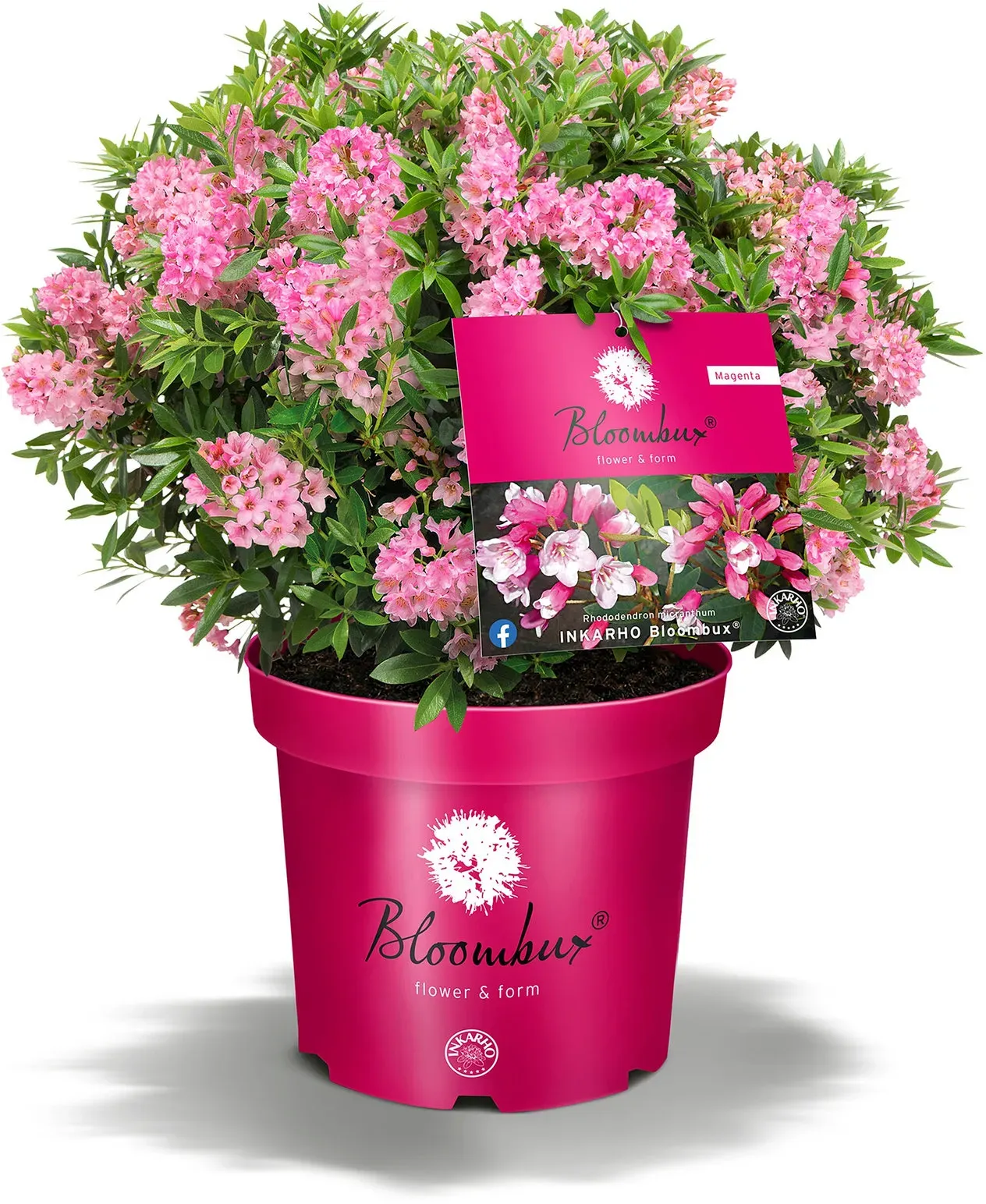 Tchibo - Rhododendron »Bloombux« - pink