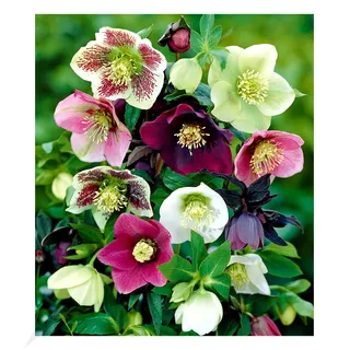 BALDUR Garten Christrosen-Mix Winter Dreams,3 Knollen, Blumenzwiebeln, winterharte Stauden, mehrjährig, für Standort im Schatten geeignet, blühend, Helleborus