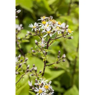 Pflanzen Für Dich Aster divaricatus, Weißer Waldaster, ca. 9x9 cm Topf