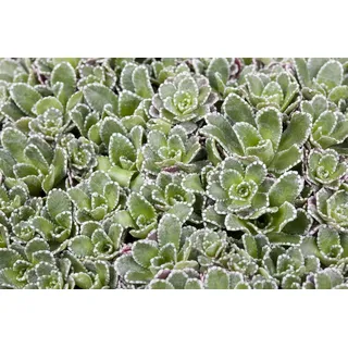 Pflanzen für Dich Staude Saxifraga paniculata