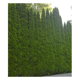 BALDUR Garten Lebensbaum-Hecke 'Smaragd' 40-60cm hoch, 1 Pflanze, Thuja occidentalis Smaragd, Sichtschutz, anspruchslos & wächst schön gleichmäßig & schlank, winterhart, Thuja occidentalis Smaragd