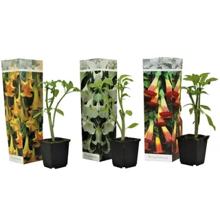 Plant in a Box - Brugmansia - Höhe 25-40cm