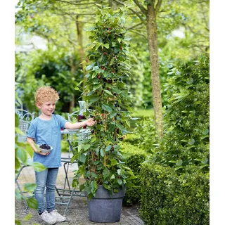 BALDUR Garten 1x Maulbeere BonBon Berry®, Pflanze im 13 cm-Topf, Morus rotundiloba, Mojobeere, Beerenobst, selbstfruchtend, trägt im ersten Jahr Früchte, winterhart, mehrjährig