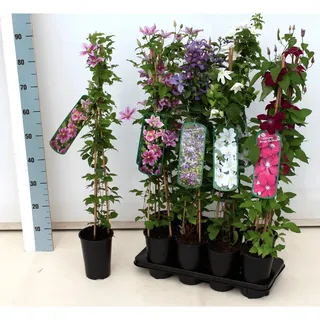 Pflanzen Für Dich Clematis Hybride 'Early Sensation' 2L 60- 100