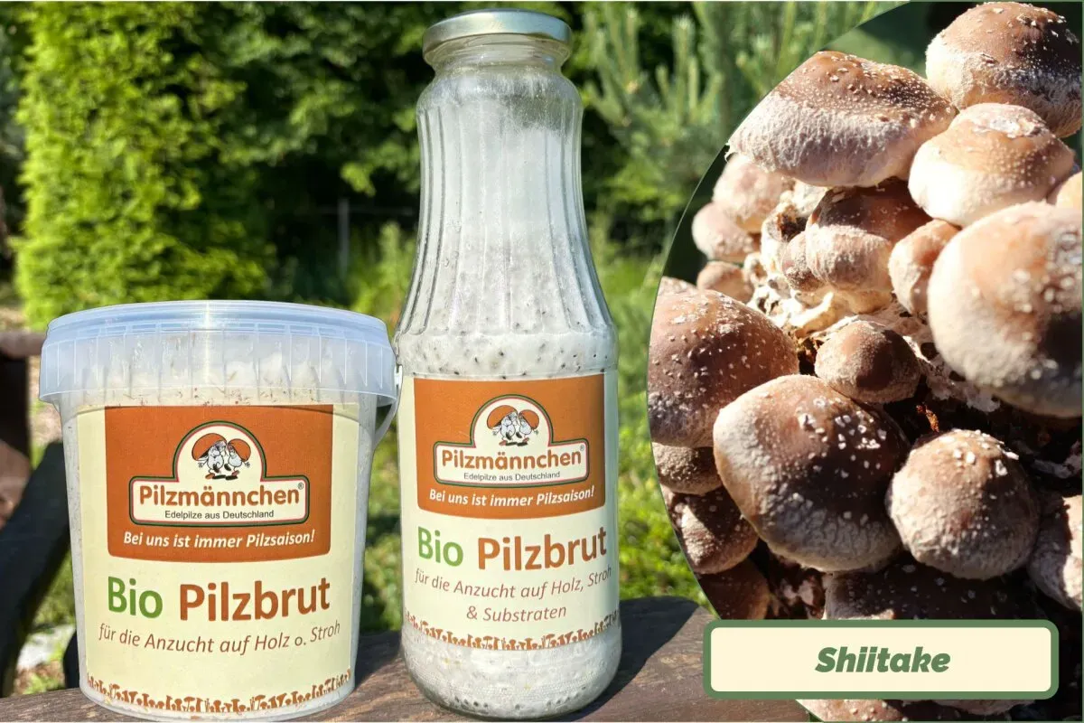 Shiitake-Pilzbrut BIO 1 Liter