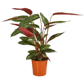 Dehner Korbmarante Ø Calathea sanguinea, Magicstar, Dunkelrot, Dunkelgrün