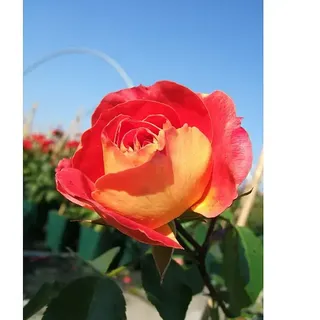 Beetrose  (Rosa 'Gebrüder Grimm' ®, Orangerot)