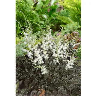 Pflanzen Für Dich Astilbe simplicifolia 'Praecox Alba', P 0,5