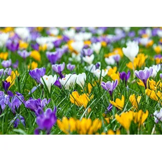 Botanische Krokusse Blumenzwiebeln Mix (ideal für die Wiese/Bienenweide) 500 Blumenzwiebeln