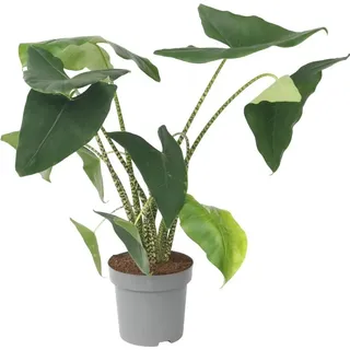 Plant in a Box Alocasia zebrina - Zebrapflanze - Topf 32cm - Höhe 140-150cm