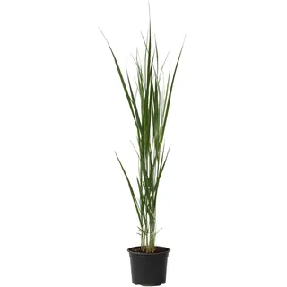 Plant in a Box - Panicum virgatum 'Northwind' Höhe 40-60cm