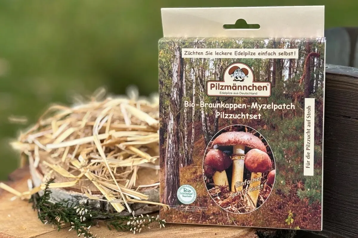 Braunkappe-Myzelpatch-Pilzzuchtset BIO