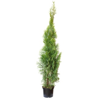 Lebensbaum `Smaragd` Thuja occidentalis smaragd C5 H100-120