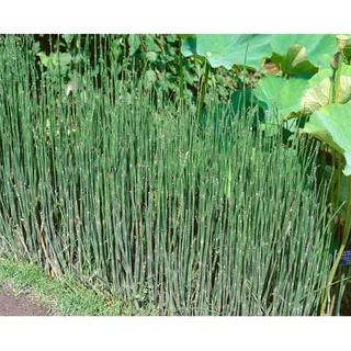 Pflanzen Für Dich Equisetum variegatum, ca. 9x9 cm Topf