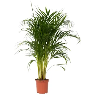 Plant in a Box - Goldfruchtpalme - Dypsis lutescens - Höhe 100-120cm