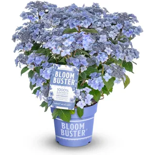 Tchibo - Rispenhortensie »Bloombuster« in blau - violett