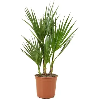 Bloomique - Washingtonia Robusta - Mexikanische Fächerpalme - Palme - Winterharte Balkonpflanzen - Gartenpflanzen Winterhart - Höhe 50-70 cm - Topf