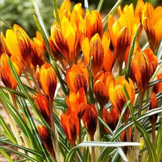 Krokus Knollen,Winterharte Mehrjährig,krokus Großblütig,Krokusse winterhart mehrjährig,krokusse kaufe,dekorative Blumen,krokus pflanzen.-10 zwiebeln-K