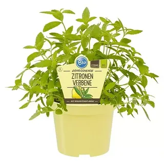 Blu Bio Zitronenverbene  (Lippia citriodora)