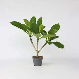 Plant in a Box - Plumeria Höhe 45-55cm - Topf 17cm
