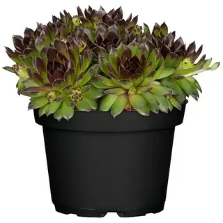 Piardino Hauswurz  (Sempervivum, Topfgröße: 14 cm, Grün)