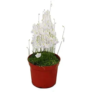 Exotenherz - Fleischfressende Pflanze - Wasserschlauch - Utricularia - 9cm Topf - Rarität