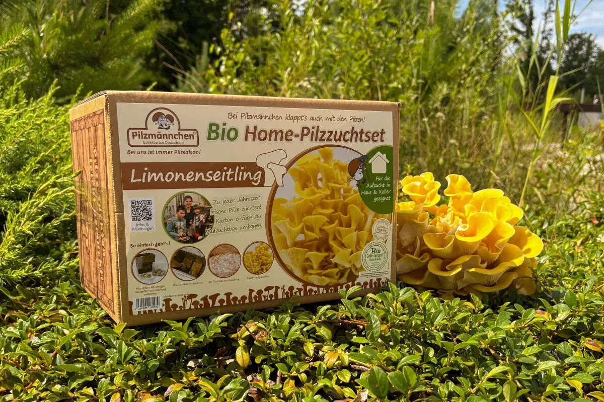 Limonenseitling Bio Home-Pilzzuchtset