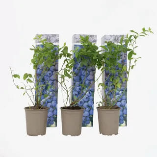 Plant in a Box - Blaubeere - 3 Stk - Vaccinium corymbosum 'Sunshine Blue' - Höhe 25-40cm - Topf 9cm