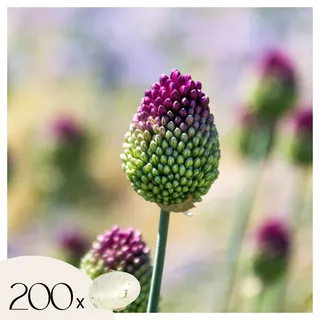Plant in a Box - 200 Stk - Allium Sphaerocephalon - Blumenzwiebeln - Lila