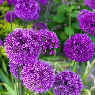 mgc24 Allium Purple Sensation Zierlauch - Riesenlauch zum Verwildern - 50 Blumenzwiebeln