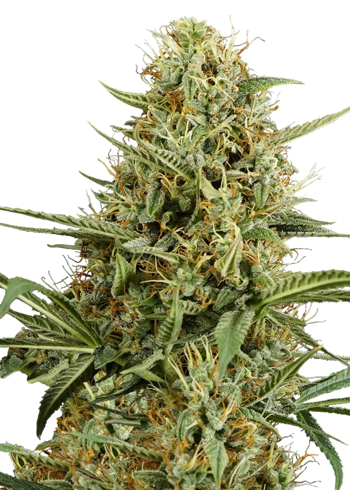 Royal Queen Seeds Hulkberry Auto  1 Samen