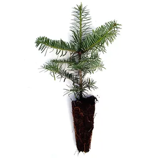 Nordmanntanne Setzlinge Tlugi als Containerpflanzen Abies Nordmanniana Tlugi 15-30cm (70)
