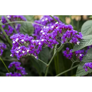 Pflanzen Für Dich Limonium latifolium, Meerlavendel, blauviolett, ca. 9x9 cm Topf