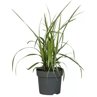 Piardino Ziergräser  (Verschiedene Arten, Topfgröße: 14 cm)